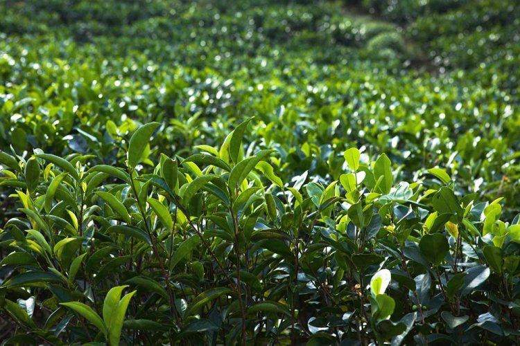 Meghalayi Lakyrsiew Orthodox Oolong AV2 - Option: 50 g