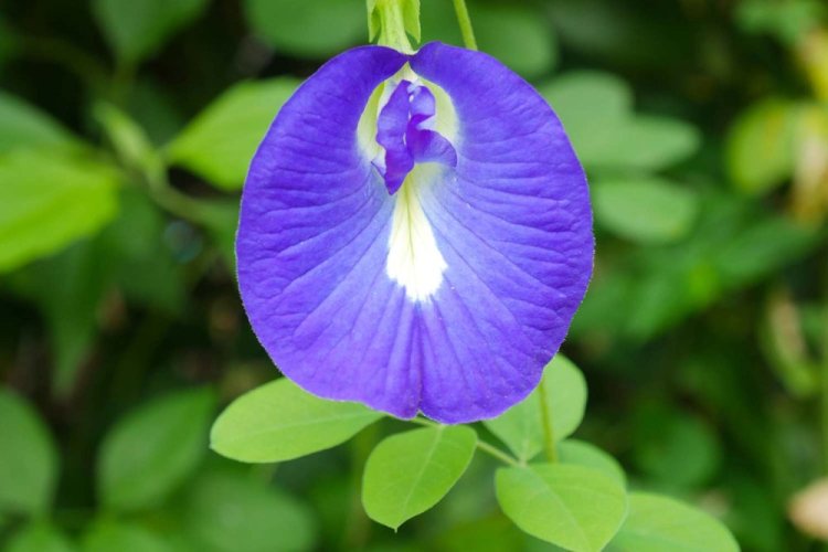 Wild Blue Pea Flowers | Clitoria ternatea - Option: 1 kg