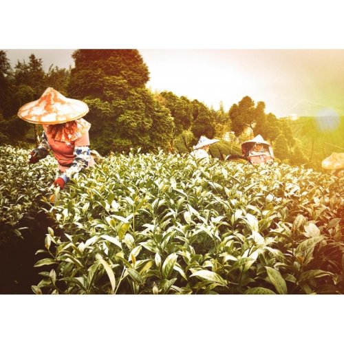 Taiwan Black Jin Xuan | Jin Xuan Hong Cha - Option: 500 g