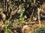 Early Harvest High Mountain Yunnan Green Tea | Zao Chun Gao Shan Dian Lu - Option: 1 kg