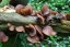 MycoMedica ORGANIC Auricularia PRO - 90 capsules