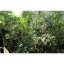 Vodní víla ze starých stromů ve Wuyi | Lao Cong Shui Xian - Varianta: 50 g