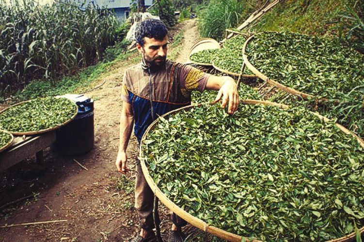 Nepal Jasbire Oolong First Flush - Option: 50 g