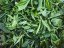 Early Harvest High Mountain Yunnan Green Tea | Zao Chun Gao Shan Dian Lu - Option: 1 kg