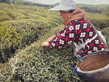 Fresh Chinese Spring Teas 2023